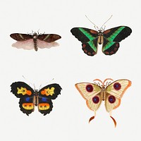 Psd butterflies, moth and insect vintage drawing collection