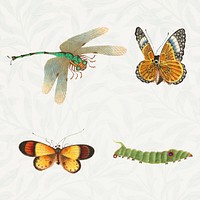 Insect template vintage illustration collection