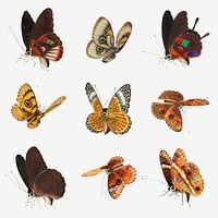 Butterfly and moth psd vintage illustration set