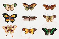 Moths and butterflies psd vintage drawing collection
