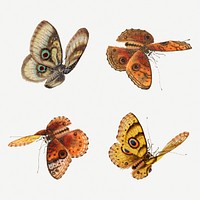 Psd Butterfly and moth vintage illustration set