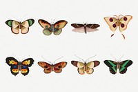 Butterflies and moths insects psd vintage drawing collection