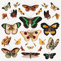 Butterflies and moths psd vintage drawing collection