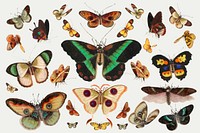Butterfly and moth insect vector vintage illustration set