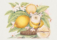 The 18th century illustration of a basket filled with lemons and their leaves and blossoms; one lemon partially peeled, a wedge sitting on the ground. Original from The Smithsonian. Digitally enhanced by rawpixel.