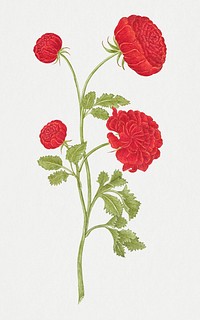 Red roses psd, remixed from the 18th-century artworks from the Smithsonian archive.