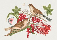 The 18th century illustration of  two brown birds on a branch with tulip, berries, and insects. Original from The Smithsonian. Digitally enhanced by rawpixel.