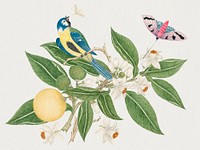The 18th century illustration of a bird on an orange branch with butterfly. Original from The Smithsonian. Digitally enhanced by rawpixel.