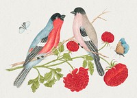 The 18th century illustration of pair of birds on a branch with roses and butterflies. Original from The Smithsonian. Digitally enhanced by rawpixel.