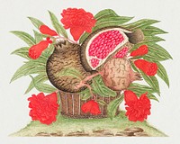 The 18th century illustration of a basket of blossoms and leaves with pomegranates on earth. Original from The Smithsonian. Digitally enhanced by rawpixel.