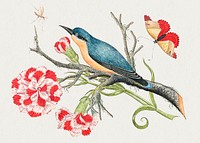 The 18th century illustration of a blue bird on a branch with carnations and insects. Original from The Smithsonian. Digitally enhanced by rawpixel.