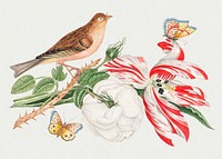 The 18th century illustration of a brown bird on a branch with rose, tulip, and insects. Original from The Smithsonian. Digitally enhanced by rawpixel.
