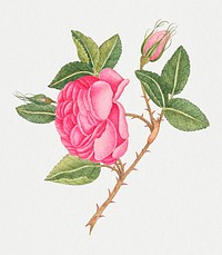 Vintage pink roses psd illustration, remixed from the 18th-century artworks from the Smithsonian archive.