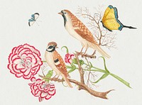 The 18th century illustration of two brown birds with carnations and butterflies. Original from The Smithsonian. Digitally enhanced by rawpixel.