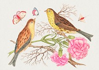 The 18th century illustration of two brown and yellow birds on branches with carnations and insects. Original from The Smithsonian. Digitally enhanced by rawpixel.