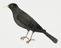 Black bird, remixed from the 18th-century artworks from the Smithsonian archive.
