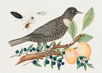 The 18th century illustration of a black bird with blueberries and apricots. Original from The Smithsonian. Digitally enhanced by rawpixel.