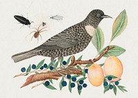 Vintage bird and apricots psd illustration, remixed from the 18th-century artworks from the Smithsonian archive.