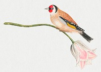 Vintage bird and flower illustration, remixed from the 18th-century artworks from the Smithsonian archive.
