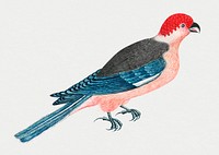 Vintage bird psd illustration, remixed from the 18th-century artworks from the Smithsonian archive.