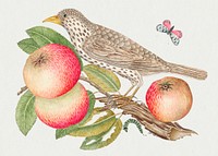 The 18th century illustration of a brown bird on apple branch with caterpillar. Original from The Smithsonian. Digitally enhanced by rawpixel.
