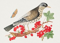 The 18th century illustration of a brown bird on a branch with persimmons and a butterfly. Original from The Smithsonian. Digitally enhanced by rawpixel.