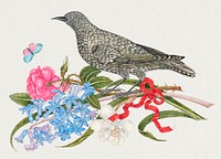 The 18th century illustration of a black bird with blossoms, butterfly, and red ribbon. Original from The Smithsonian. Digitally enhanced by rawpixel.