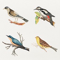 Vintage psd bird watercolor set, remixed from the 18th-century artworks from the Smithsonian archive.