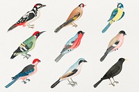 Vintage psd bird watercolor set, remixed from the 18th-century artworks from the Smithsonian archive.