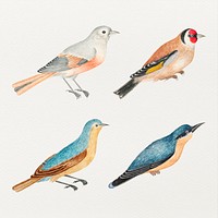 Psd bird watercolor set, remixed from the 18th-century artworks from the Smithsonian archive.