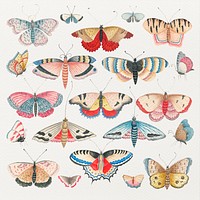 Vintage psd butterfly and moth watercolor set, remixed from the 18th-century artworks from the Smithsonian archive.