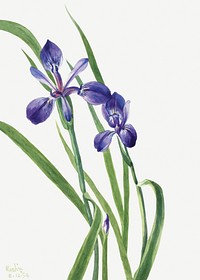 Iris (Iris species) (1939) by <a href="https://www.rawpixel.com/search/Mary%20Vaux%20Walcott?sort=curated&amp;page=1">Mary Vaux Walcott</a>. Original from The Smithsonian. Digitally enhanced by rawpixel.