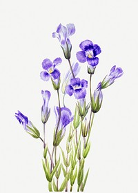 Fringed Gentian (Gentiana elegana) (1933) by <a href="https://www.rawpixel.com/search/Mary%20Vaux%20Walcott?sort=curated&amp;page=1">Mary Vaux Walcott</a>. Original from The Smithsonian. Digitally enhanced by rawpixel.
