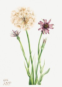 Salsify (Tragopogon porrifolius) (1921) by <a href="https://www.rawpixel.com/search/Mary%20Vaux%20Walcott?sort=curated&amp;page=1">Mary Vaux Walcott</a>. Original from The Smithsonian. Digitally enhanced by rawpixel.