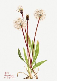 Slender Agoseris (Agoseris gracilens) (1922) by <a href="https://www.rawpixel.com/search/Mary%20Vaux%20Walcott?sort=curated&amp;page=1">Mary Vaux Walcott</a>. Original from The Smithsonian. Digitally enhanced by rawpixel.
