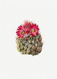 Vintage hedgehog cactus flower psd illustration botanical drawing