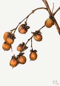 Persimmon (Diospyros virginiana) (1920) by <a href="https://www.rawpixel.com/search/Mary%20Vaux%20Walcott?sort=curated&amp;page=1">Mary Vaux Walcott</a>. Original from The Smithsonian. Digitally enhanced by rawpixel.