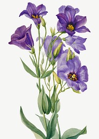 Blooming Texas bluebell vector hand drawn floral illustration, remixed from the artworks by <a href="https://www.rawpixel.com/search/Mary%20Vaux%20Walcott?sort=curated&amp;page=1" target="_blank">Mary Vaux Walcott</a>