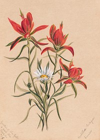 Indian Paintbrush (Castilleja rhexifolia) (1883) by <a href="https://www.rawpixel.com/search/Mary%20Vaux%20Walcott?sort=curated&amp;page=1">Mary Vaux Walcott</a>. Original from The Smithsonian. Digitally enhanced by rawpixel.
