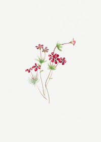 Gilia linanthus parviflorus (1900&ndash;1930) by <a href="https://www.rawpixel.com/search/Mary%20Vaux%20Walcott?sort=curated&amp;page=1">Mary Vaux Walcott</a>. Original from The Smithsonian. Digitally enhanced by rawpixel.