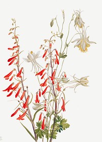 Flower Study (1883&ndash;1900)by <a href="https://www.rawpixel.com/search/Mary%20Vaux%20Walcott?sort=curated&amp;page=1">Mary Vaux Walcott</a>. Original from The Smithsonian. Digitally enhanced by rawpixel.