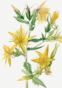 Blazing Star psd flower botanical vintage illustration