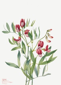 Wild pea flower psd botanical illustration