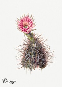 Cucumber cactus flower psd botanical illustration watercolor