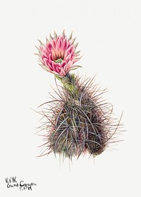 Cucumber cactus (1939) by <a href="https://www.rawpixel.com/search/Mary%20Vaux%20Walcott?sort=curated&amp;page=1">Mary Vaux Walcott</a>. Original from The Smithsonian. Digitally enhanced by rawpixel.