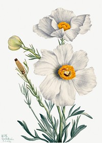 Matilija Poppy (Romneya coulteri) (1931) by <a href="https://www.rawpixel.com/search/Mary%20Vaux%20Walcott?sort=curated&amp;page=1">Mary Vaux Walcott</a>. Original from The Smithsonian. Digitally enhanced by rawpixel.