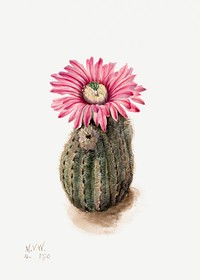 Turkeyhead Cactus (Echinocerus perbellus) (1930) by <a href="https://www.rawpixel.com/search/Mary%20Vaux%20Walcott?sort=curated&amp;page=1">Mary Vaux Walcott</a>. Original from The Smithsonian. Digitally enhanced by rawpixel.