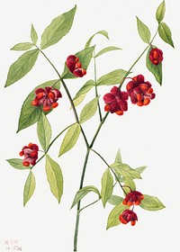 Strawberry Bush; &quot;Hearts Bustin&#39; with Love&quot; (Euonymus Americanus) (1930) by <a href="https://www.rawpixel.com/search/Mary%20Vaux%20Walcott?sort=curated&amp;page=1">Mary Vaux Walcott</a>. Original from The Smithsonian. Digitally enhanced by rawpixel.