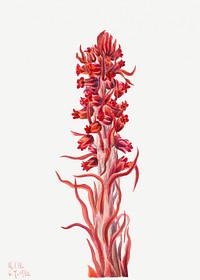 Snow Plant (Sarcodes sanguinea) (1930) by <a href="https://www.rawpixel.com/search/Mary%20Vaux%20Walcott?sort=curated&amp;page=1">Mary Vaux Walcott</a>. Original from The Smithsonian. Digitally enhanced by rawpixel.