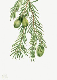 California Nutmeg (Tumion californicum) (1929) by <a href="https://www.rawpixel.com/search/Mary%20Vaux%20Walcott?sort=curated&amp;page=1">Mary Vaux Walcott</a>. Original from The Smithsonian. Digitally enhanced by rawpixel.